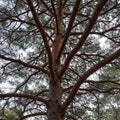 A towering pine tree (Pinus spp.) is viewed from below, showcasing intricate Royalty Free Stock Photo