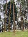 towering pine trees Royalty Free Stock Photo