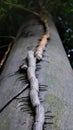 towering plant roots creeping