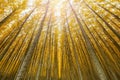 Towering Poplar Trees in Boardman Oregon Tree Farm USA