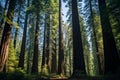 Towering Redwood Forest