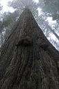 Towering Redwood Tree