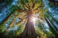 Majestic Redwood Tree in Golden Hour