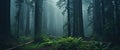 Towering redwood trees enveloped in mist, creating a mysterious woodland scene.