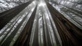 Towering redwood trunks from below, slow tracking motion through a foggy, ancient rainforest. Soft, cool light emphasizes bark Royalty Free Stock Photo