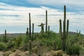 Towering saguaro cactuses with grass and shrubs in the wilderness of the sonora desert in arizona during sunset