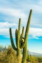 Towering saguaro cactuses with shrubs and bushes in late afternoon sun with visible clouds and blue sky Royalty Free Stock Photo