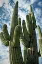 Towering Saguaro, Tucson, Arizona