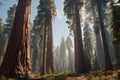 Towering Sequoia trees in Californias Sequoia Royalty Free Stock Photo