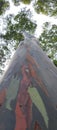 Towering striped trees with beautiful shady views