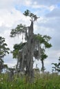 Towering Tree in the Bayou Covered in Spanish Moss