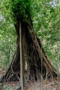 The towering tree showcases a network of thick roots extending into the forest floor, set against a backdrop of vibrant green Royalty Free Stock Photo