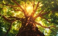 Generative AI. Majestic Tree Bathed in Sunlight at Golden Hour in a Lush Forest Royalty Free Stock Photo