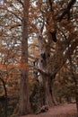 Towering Trees Painted in Fall Splendor Along A Texas Hill Country Trail Royalty Free Stock Photo