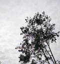 Towering trees reach up to the clear sky Royalty Free Stock Photo