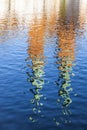 Towers of Catholic Church reflected in a river Royalty Free Stock Photo