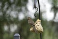 Towhee On A Bird Feeder