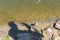 Towing a caught crucian carp to the pond shore with a fishing rod, visible a fishing line and a float. Royalty Free Stock Photo