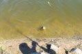 Towing a caught crucian carp to the pond shore with a fishing rod, visible a fishing line and a float. Royalty Free Stock Photo