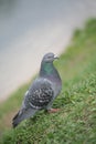 Town Blue-grey Dove, Bird Royalty Free Stock Photo