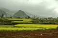 Town and Canola field landscape Royalty Free Stock Photo