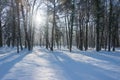 Winter morning in the Manor Park in the town of IÃâowa in western Poland. Royalty Free Stock Photo