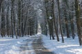 Winter morning in the Manor Park in the town of IÃâowa in western Poland. Royalty Free Stock Photo