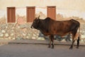 A cow near an old haveli on the streets of Mandawa, Rajasthan - India Royalty Free Stock Photo