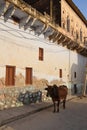 A cow near an old haveli on the streets of Mandawa, Rajasthan - India Royalty Free Stock Photo