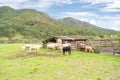 Landscape of the town of Mirandilla Jalisco, cows in the farmhouse. Royalty Free Stock Photo