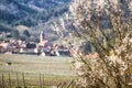 Flowering almond trees on Alsace wine trail