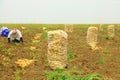 Town people gathering potato harvest in the farmland