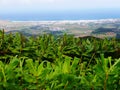 Town of Riberia Grande view of Bela Vista and Hedychium gardnerianum plant in Azores