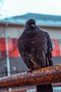 Pigeon during winter