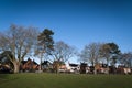 Town trees in winter