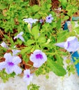 In the town or in the village, on the side of the road and in many gardens, such unnoticed beautiful flowers can be seen. Royalty Free Stock Photo