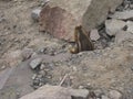 Townsend's Chipmunk Coming out of Hole at Mount Rainier