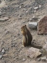 Townsend's Chipmunk Facing Away by Rocks at Mount Rainier