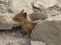 Townsend's Chipmunk Hiding behind Rock at Mount Rainier