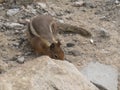 Townsend's Chipmunk looking for Food at Mount Rainier