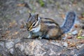 Townsend\'s Chipmunk Searching for Food