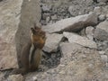 Townsend's Chipmunk by Rocks in Mount Rainier National Park