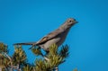 Townsend\'s Solitaire Perched in Pinyon Tree