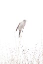 Townsend Solitaire songbird balancing on a weed stick on the Alberta prairies during spring migration Royalty Free Stock Photo