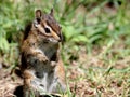 Townsends Chipmunk Closeup