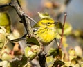 Townsends Warbler Royalty Free Stock Photo