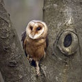 Towny owl Royalty Free Stock Photo