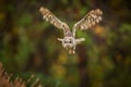 Towny owl into forest Royalty Free Stock Photo