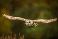 Towny owl into forest Royalty Free Stock Photo