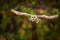 Towny owl into forest Royalty Free Stock Photo